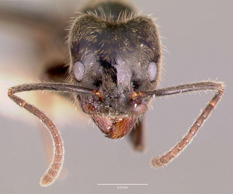 Image of Anonychomyrma gilberti (Forel 1902)