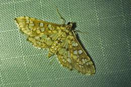 Image of Assembly Moth