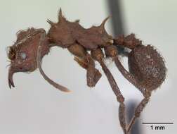 Imagem de Acromyrmex crassispinus (Forel 1909)