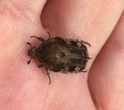 Image of Asian mango flower beetle