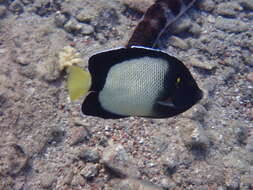 Image of Red Sea Angelfish