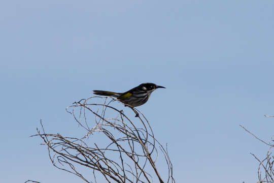 Image of New Holland Honeyeater