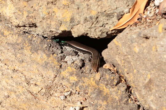 Image of Chalcides sexlineatus sexlineatus Steindachner 1891