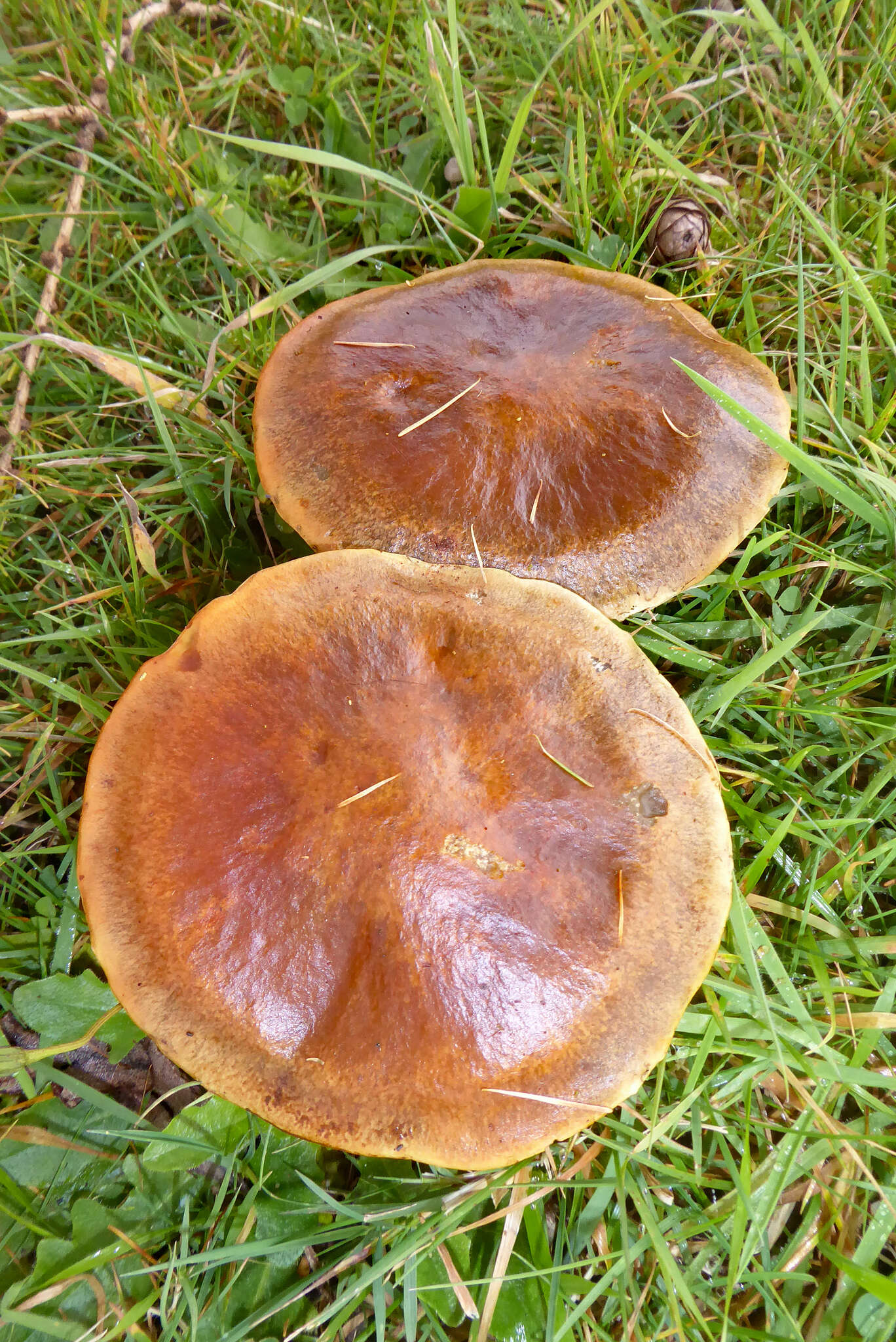 Image of Suillus grevillei (Klotzsch) Singer 1945