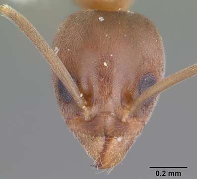 Image of Argentine Ant