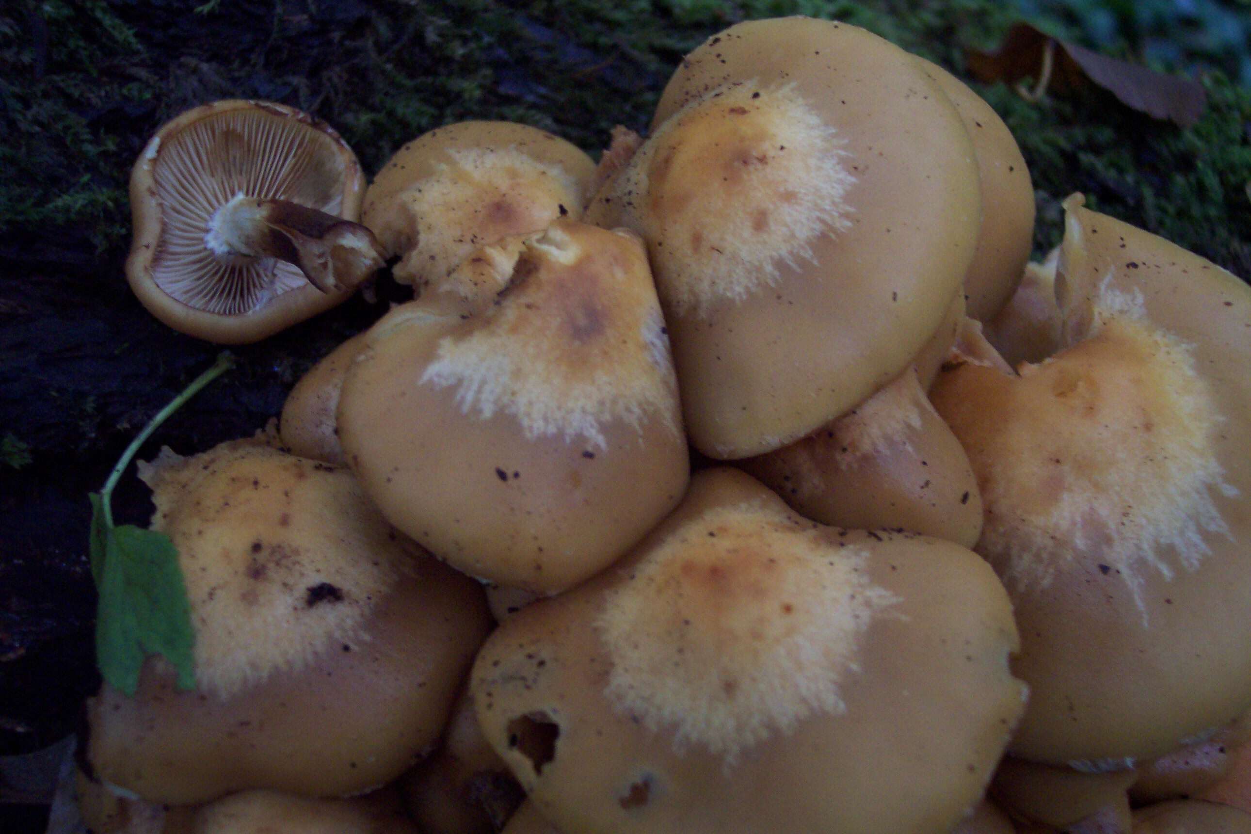 Kuehneromyces mutabilis (Schaeff.) Singer & A. H. Sm. 1946 resmi