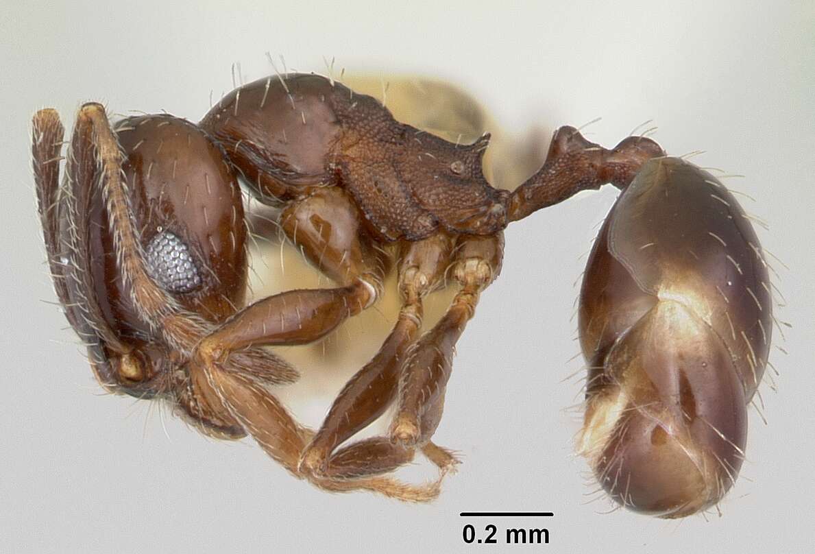 Pheidole elecebra (Wheeler 1904) resmi