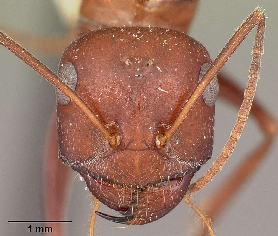 Image de Cataglyphis bicolor (Fabricius 1793)