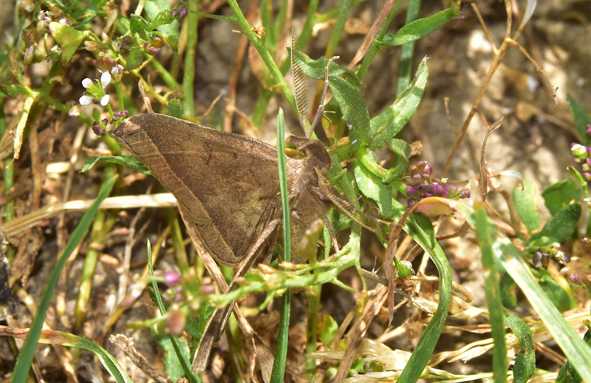 Image of Pechipogo plumigeralis Hübner