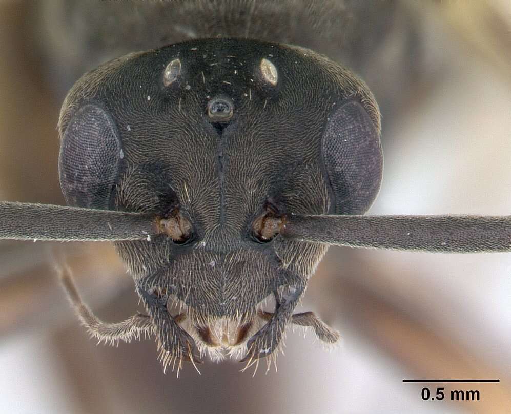 Слика од Formica fusca Linnaeus 1758