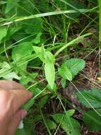 Image of low false bindweed