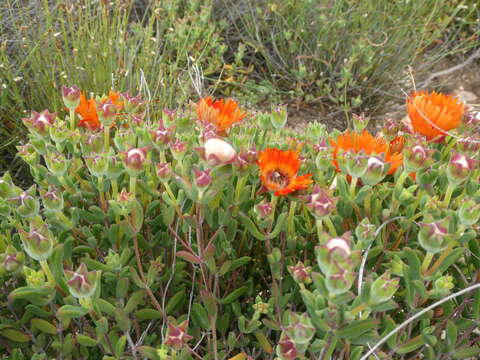 Imagem de Drosanthemum lavisii L. Bol.