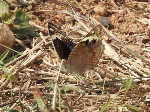 Image de Junonia orithya Linnaeus 1764