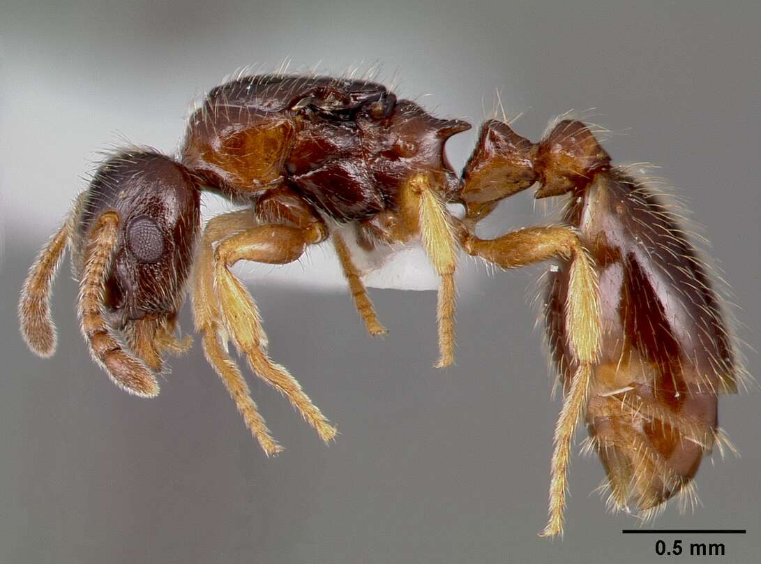 Image of Leptothorax pacis