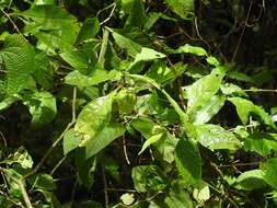 Image of netted globecherry