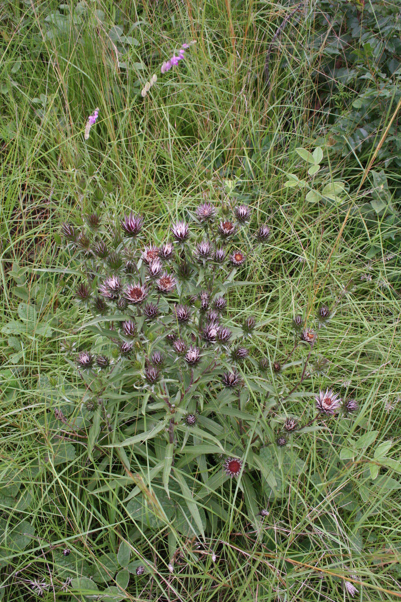 Image de Macledium speciosum (DC.) S. Ortiz