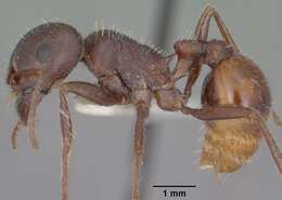 Image of Rough Harvester Ant