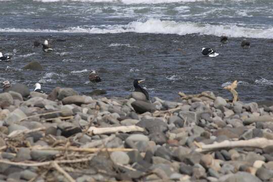 Phalacrocorax carbo novaehollandiae Stephens 1826的圖片