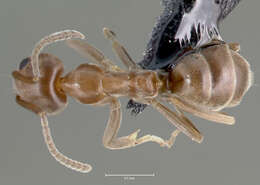 Image of Argentine Ant