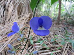 Dichorisandra penduliflora Kunth的圖片