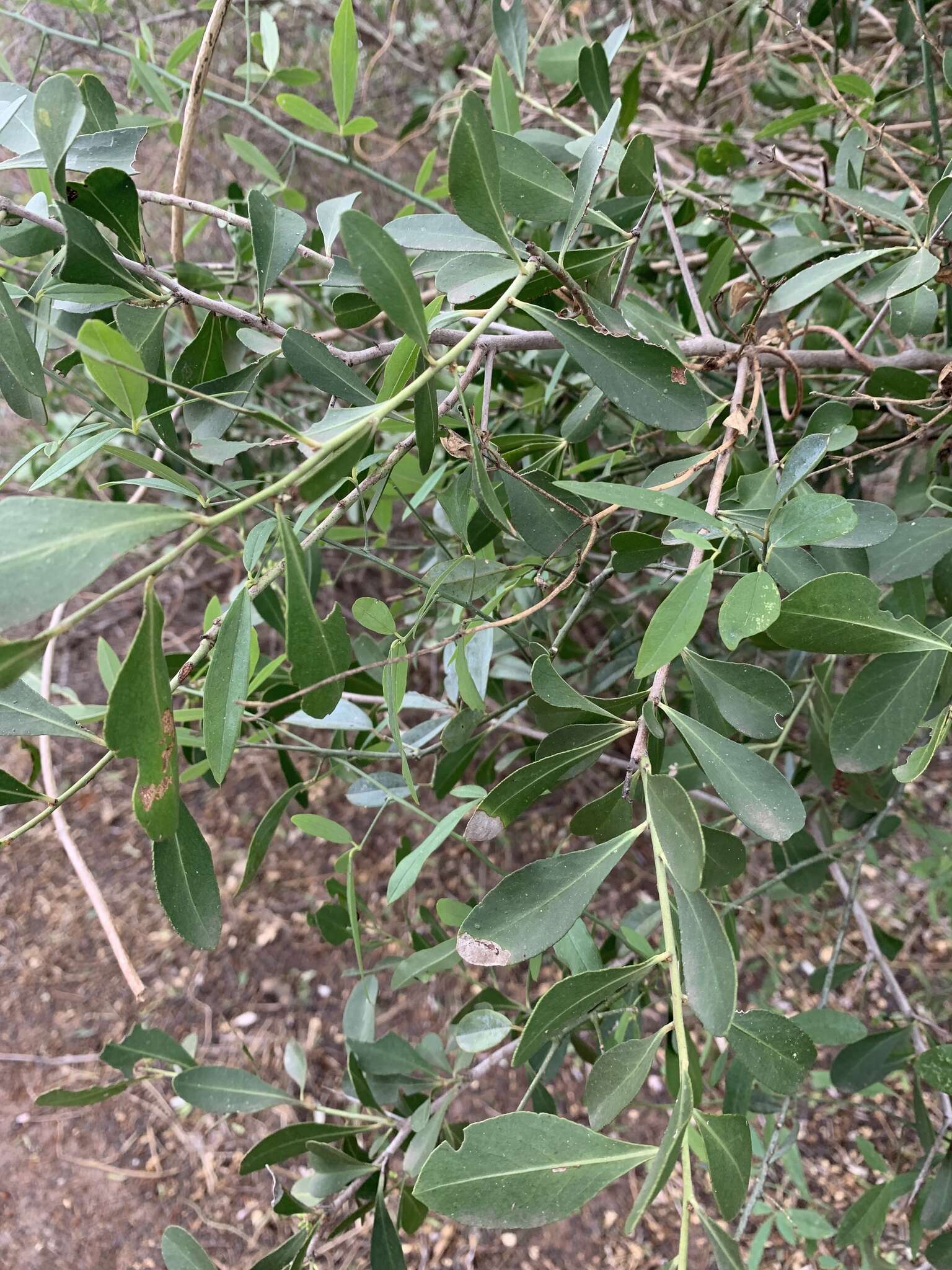 Image of Confetti tree