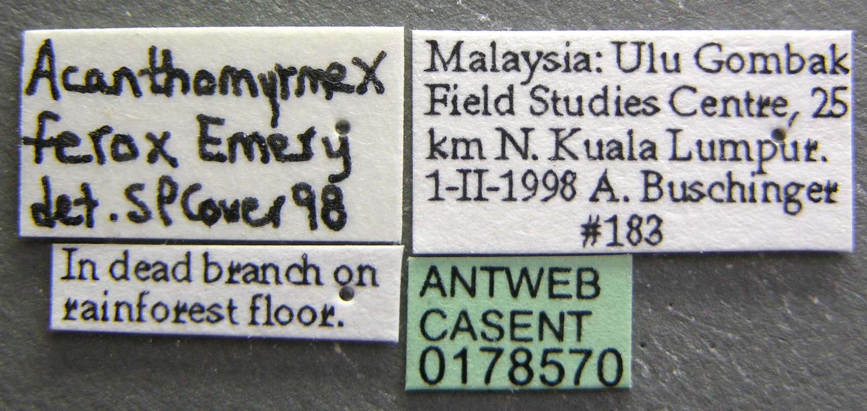 Image of Acanthomyrmex ferox Emery 1893