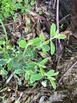 صورة Pimelea latifolia R. Br.