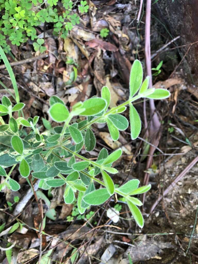 صورة Pimelea latifolia subsp. altior (F. Müll.) Threlfall