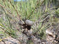 Image of Allocasuarina humilis (Otto & A. Dietr.) L. A. S. Johnson