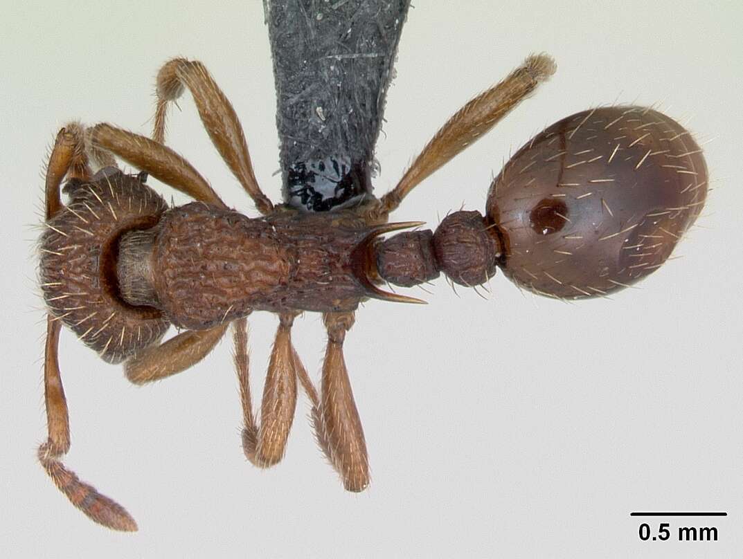 Image of Myrmica sabuleti Meinert 1861