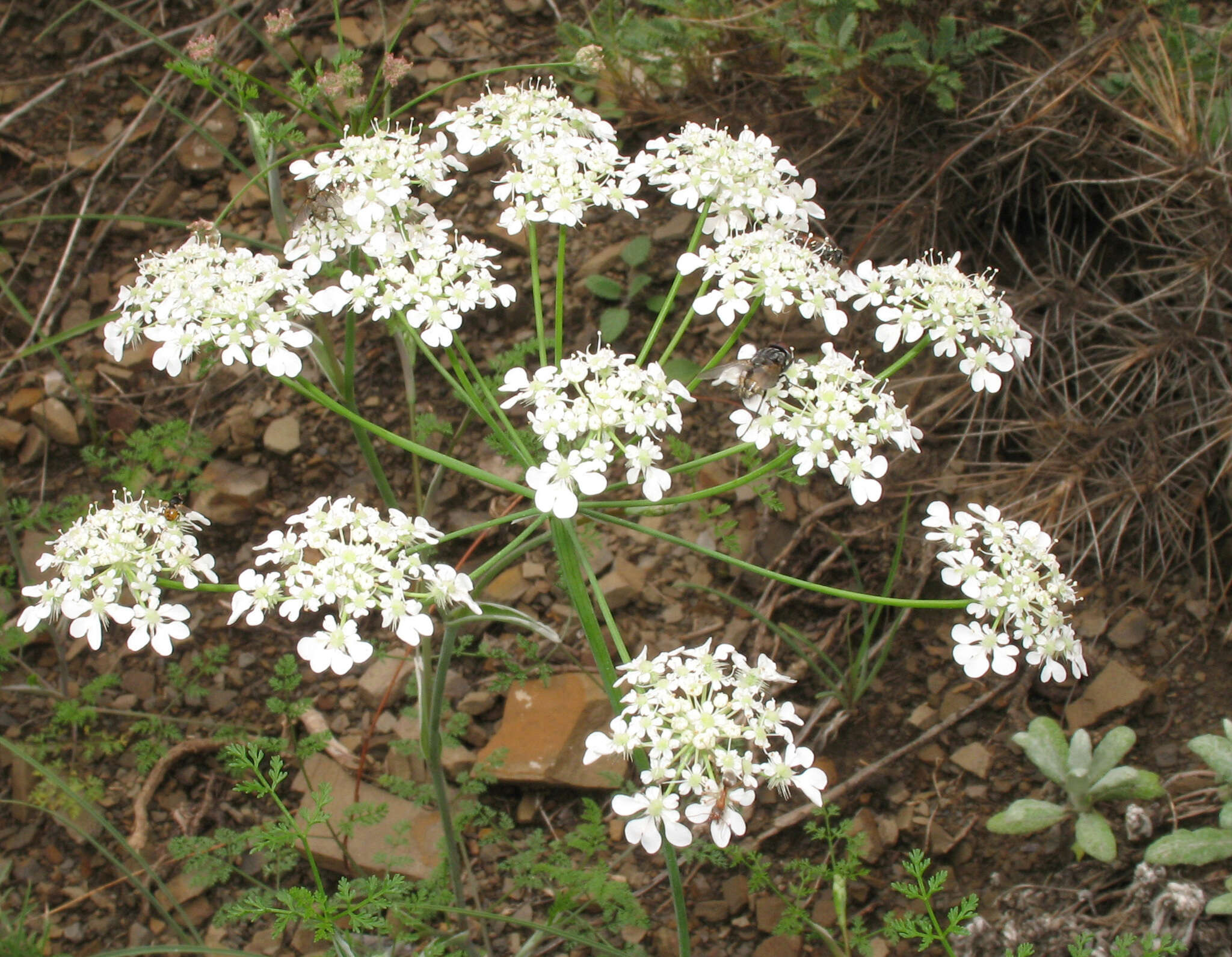 Imagem de Astrodaucus orientalis (L.) Drude