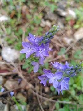 Image of Veronica orsiniana Ten.