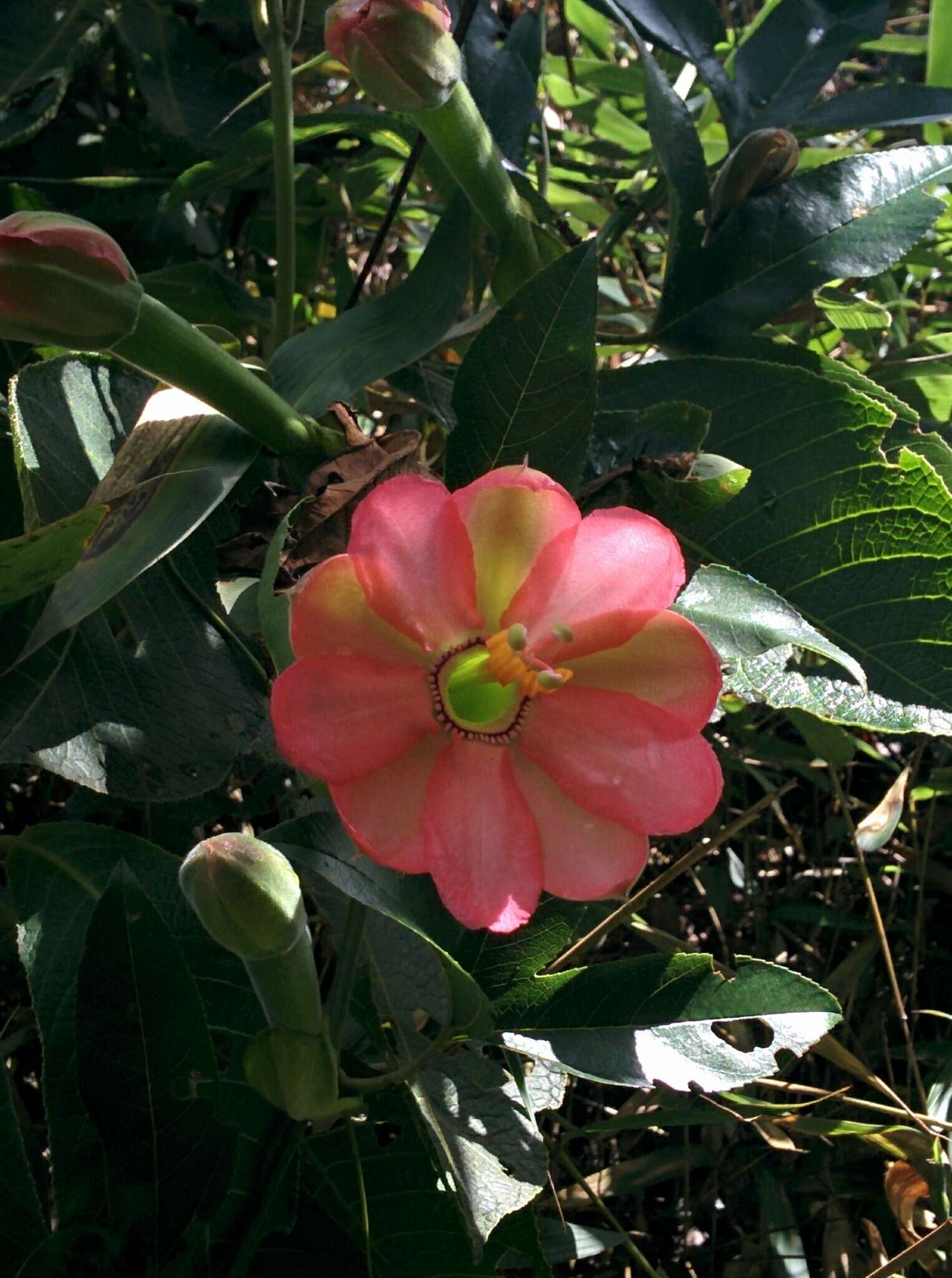 صورة Passiflora mixta L. fil.