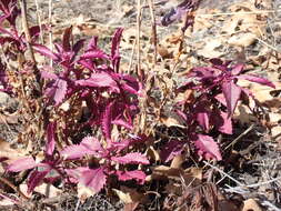 Image of Susanville beardtongue