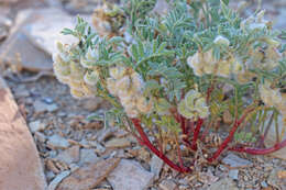 Plancia ëd Astragalus pubentissimus Torr. & A. Gray