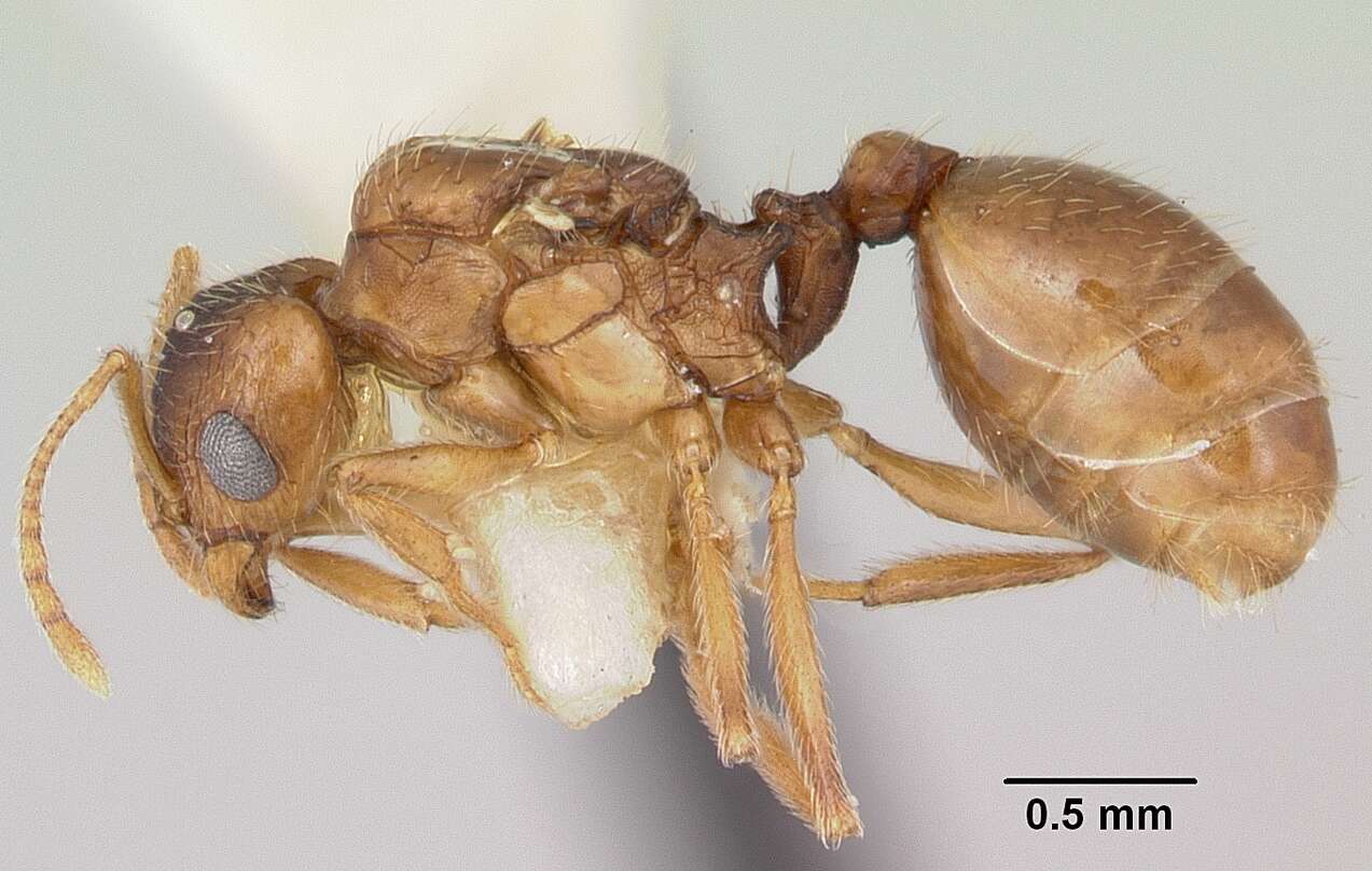 Image of Ant