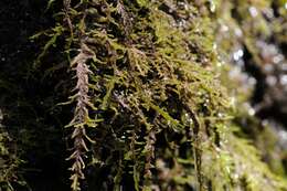 Image of palustriella moss