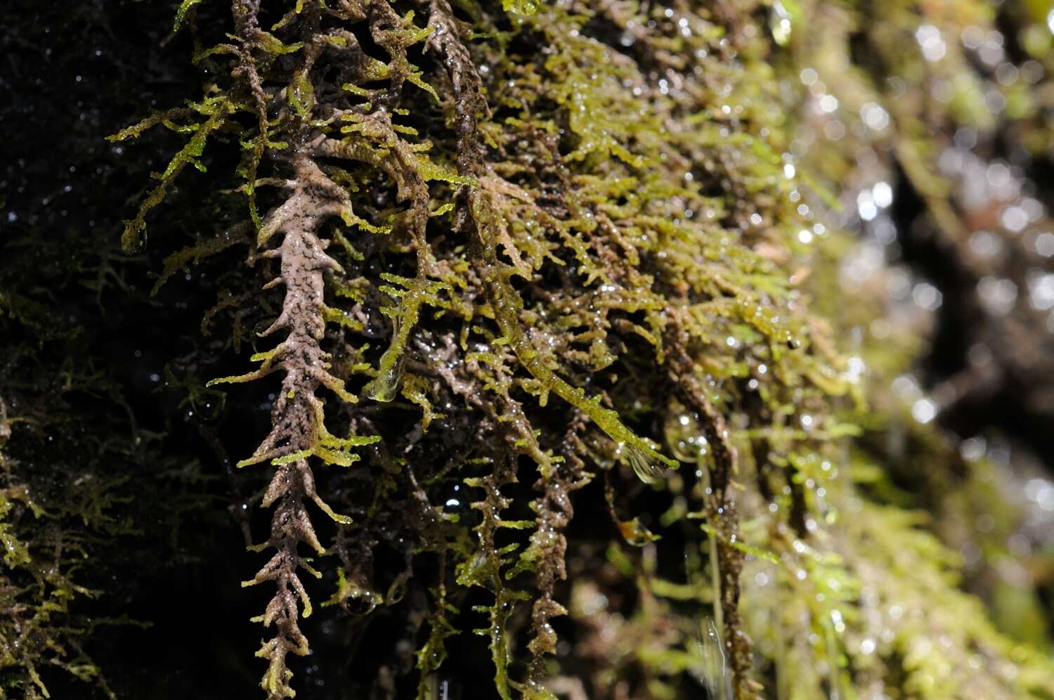 Image of palustriella moss