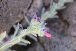 Image of Echium rauwolfii Del.