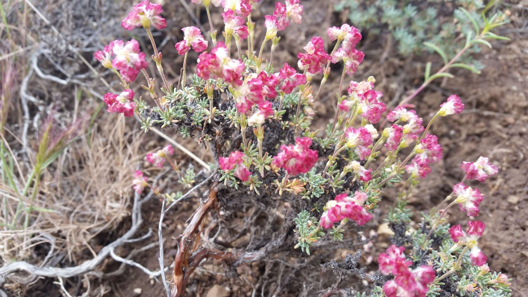 Image of thymeleaf buckwheat