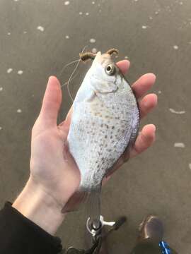 Image of Calico Surfperch