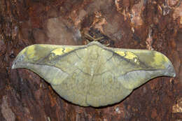 Image of Antheraea rosieri (Toxopeus 1940)