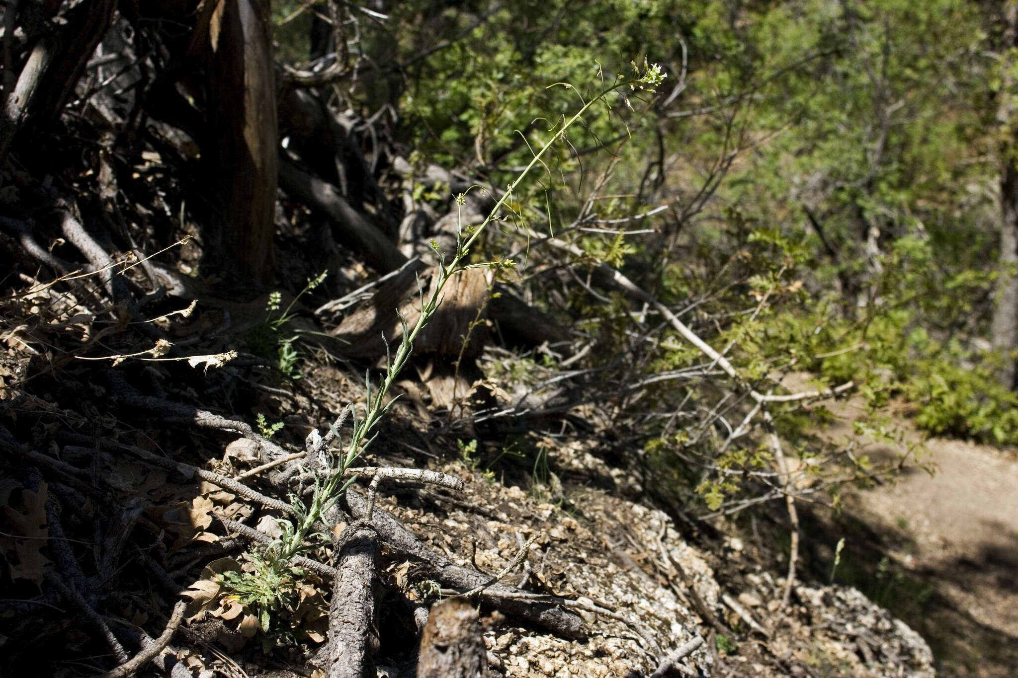 Image of Flagstaff rockcress