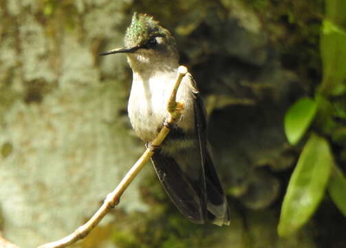 Image of Black-breasted Plovercrest