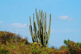 Image of Cephalocereus nudus