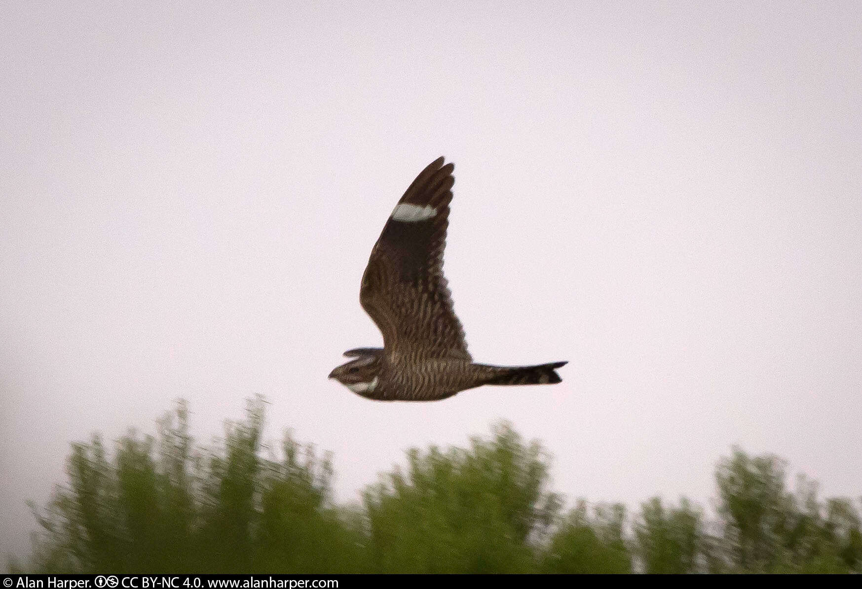 Image of Lesser Nighthawk