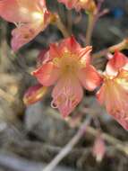 Image of Alstroemeria hookeri Sweet