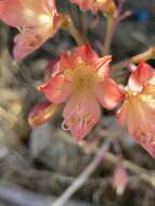 Imagem de Alstroemeria hookeri Sweet