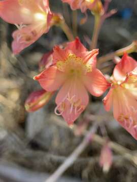 Image of Alstroemeria hookeri Sweet