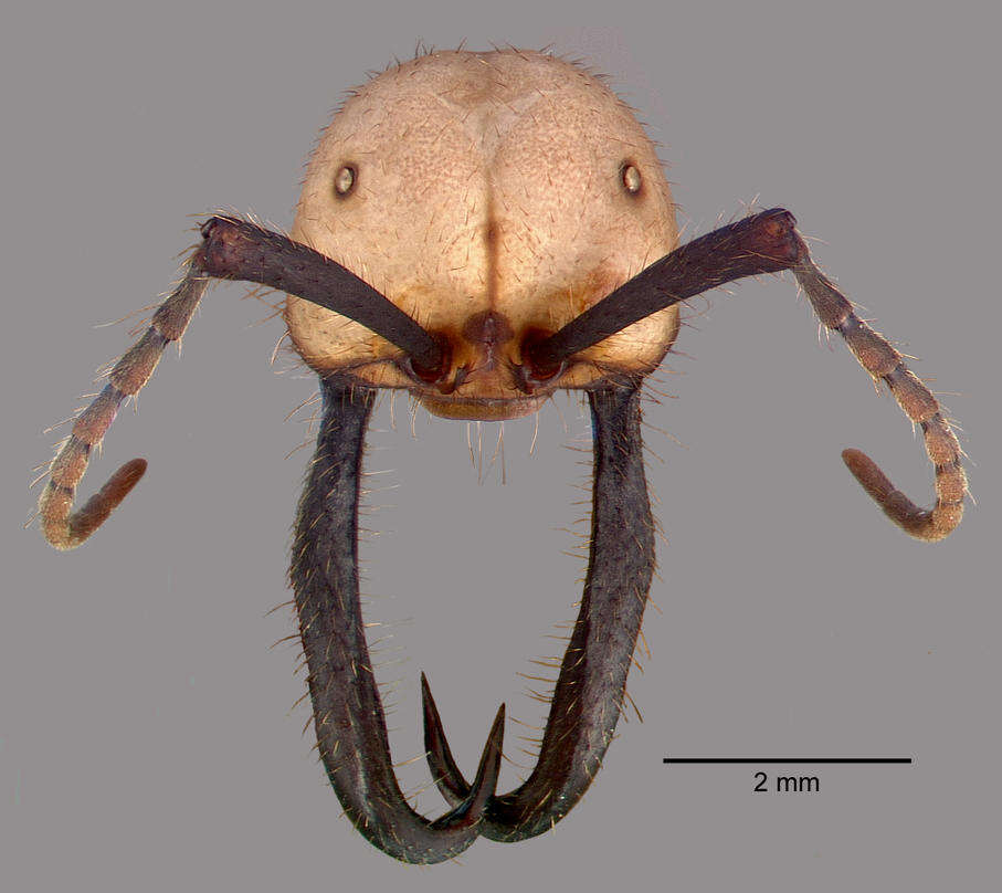 Image of Army ant